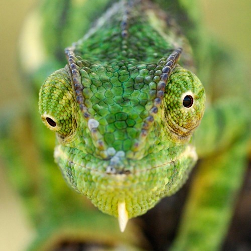 chameleon’s avatar