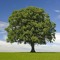 Treegusa