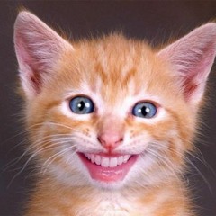 Kitten Cuh #Cuh? 🐱
