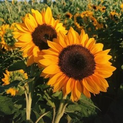 NovaStar🌻