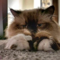 Loki 🤍