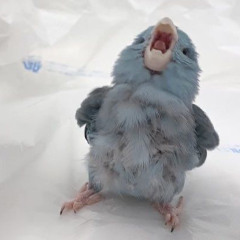 (nw)MiAe錬成. +22%