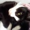 kitty