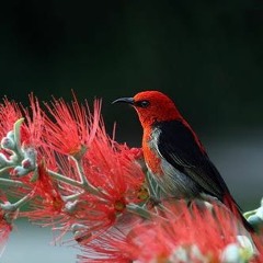 𝒥𝑜𝑒𝓎 𝑅𝒾𝓃𝑒𝓈