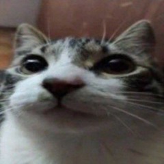 cat2