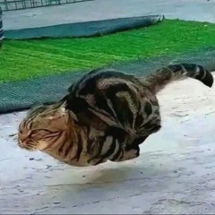 zpwbz