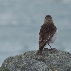 Alouette Lulu en Forêt Incendiée - Baixas_2024.04.WAV