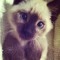 caio.