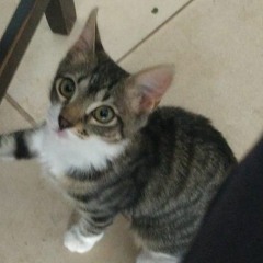 Cintia