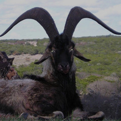 thytheroid