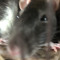 lilli