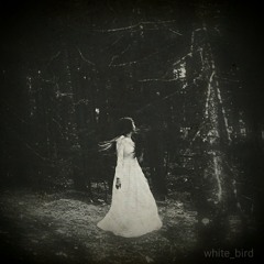 white_bird