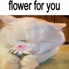 chezylol