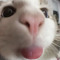 Hwi_Boo