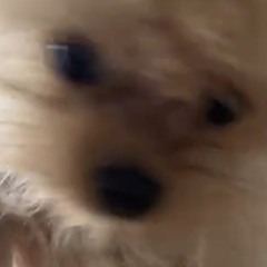 shi