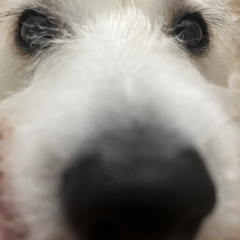 Ringo
