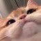 meowww