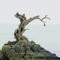 Dead Tree