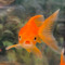 poisson dans l’océan