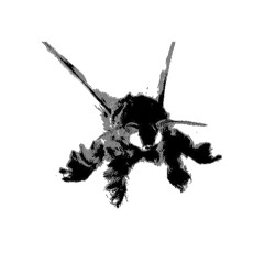 moth