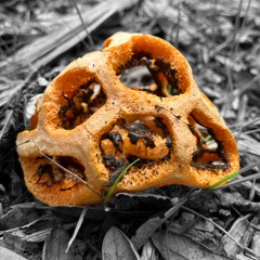 OHM Pills @BAS_tin ear