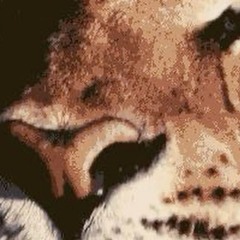 𝔧𝔞𝔡𝔞-𝔩𝔢𝔞