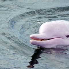 Pink DoLphin