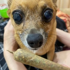 гниющий рыцарь