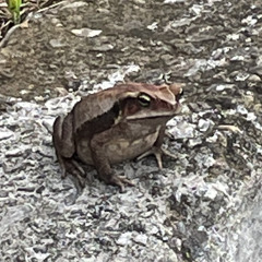 EDUARDO CAETANO NETO