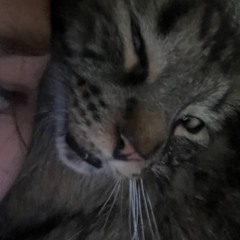 brokerok (tgc-@brok3rok)