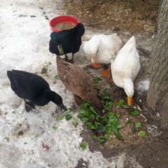 Joseph Ward (Duck Farmer)