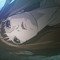 Raghad