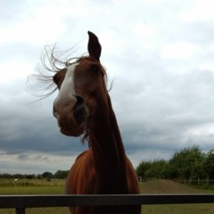 🕊️TheSingingBird🕊️