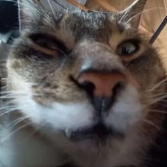 Kamil
