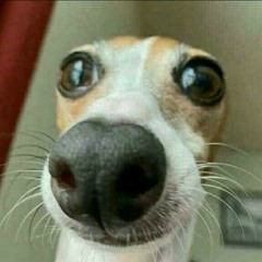 toniozinho