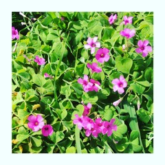 Salmo 5 Preghiera Contro Gli Empi