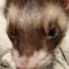 ferret loevr