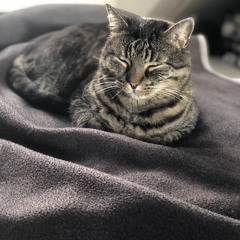 Tom of Cologe