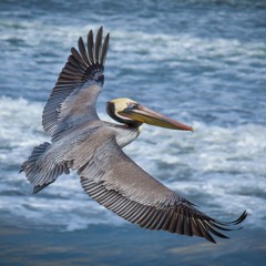 Pelican Jones