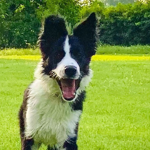 Minor Stab - Andrew Bird - feat Ed.P on Trumpet