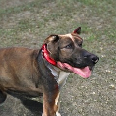louie g