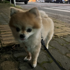 헤어링