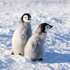 pinguschmingukalabingu