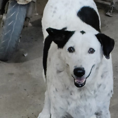 Laksh