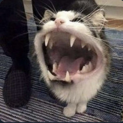 _ncolas_
