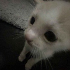 co tam mordo słychać