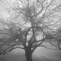 Tara Smith