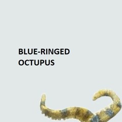 Blue-Ringed Octopus