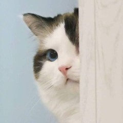 Meow meow