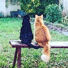 Reconfinement J13 - Rimini / Les Wampas (2006)